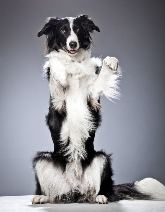 Entre sus posibles padecimientos es la displasia de cadera y anomalía del ojo collie Entre sus posibles padecimientos es la displasia de cadera y anomalía del ojo collie