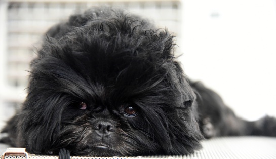 Es originario de Alemania y su nombre significa "perro mono" Es originario de Alemania y su nombre significa "perro mono"