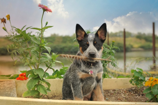 Es una raza de perros muy energética por lo que no es recomendable que vivan en departamentos Es una raza de perros muy energética por lo que no es recomendable que vivan en departamentos