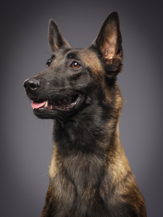 Es un perro con mucho temperamento Es un perro con mucho temperamento