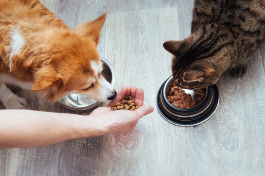 El seguro para mascotas te ayudará a solventar los distintos gastos como su alimento, su salud, entre otras cosas. El seguro para mascotas te ayudará a solventar los distintos gastos como su alimento, su salud, entre otras cosas.