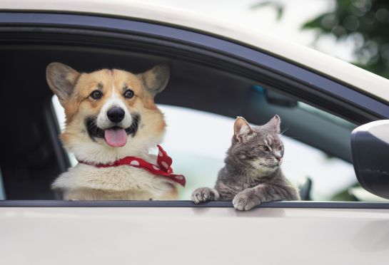 Ayuda con los gastos veterinarios de las mascotas que viajen dentro de tu auto y sufran lesiones a causa de un accidente. Ayuda con los gastos veterinarios de las mascotas que viajen dentro de tu auto y sufran lesiones a causa de un accidente.
