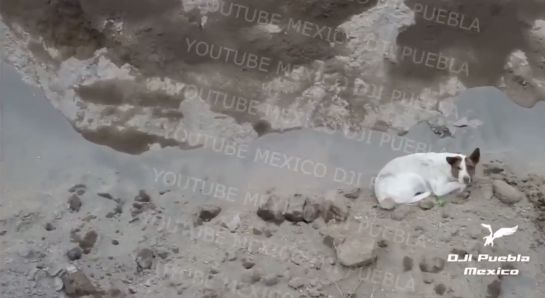 El “lomito” fue captado por un dron el lunes por la tarde y se difundió a través de un video en redes sociales. El “lomito” fue captado por un dron el lunes por la tarde y se difundió a través de un video en redes sociales.
