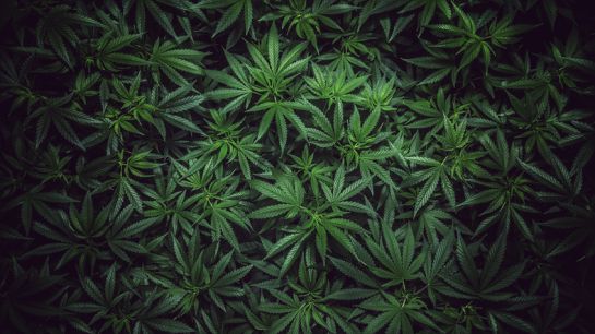 La Suprema Corte consolida el derecho al libre desarrollo de la personalidad para el uso lúdico recreativo de la marihuana La Suprema Corte consolida el derecho al libre desarrollo de la personalidad para el uso lúdico recreativo de la marihuana