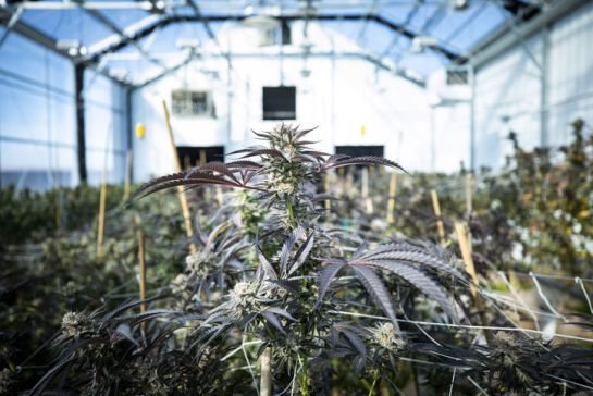 La Suprema Corte da vía libre al uso recreativo de la marihuana en México La Suprema Corte da vía libre al uso recreativo de la marihuana en México
