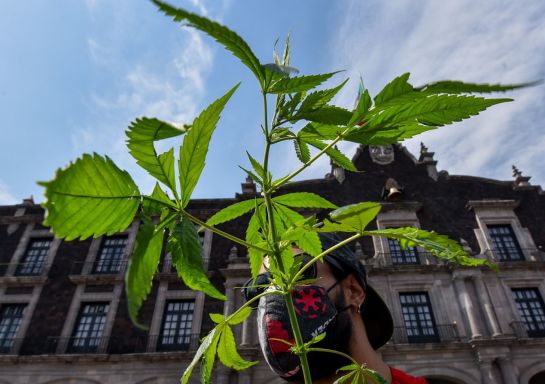 La Cofepris deberá redactar lineamientos para la adquisición de semillas y precisar que el consumo de la marihuana La Cofepris deberá redactar lineamientos para la adquisición de semillas y precisar que el consumo de la marihuana