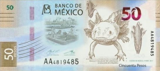 Ajolote, Patrimonio Cultural del a Humanidad y actual representación del ecosistema de ríos, lagos y la siembra de maíz en Xochimilco. Ajolote, Patrimonio Cultural del a Humanidad y actual representación del ecosistema de ríos, lagos y la siembra de maíz en Xochimilco.