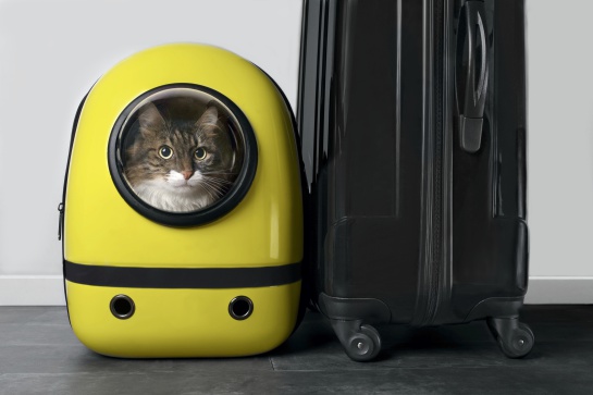 Tu mascota más su jaula deberán pesar como máximo 10 kg para poder viajar en la cabina Tu mascota más su jaula deberán pesar como máximo 10 kg para poder viajar en la cabina