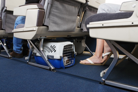 Solo se aceptan perros y gatos como mascotas en cabina Solo se aceptan perros y gatos como mascotas en cabina