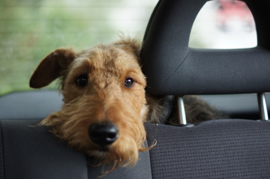 foto de perro viajando en carro, en el asiento trasero, para no recibir una multa foto de perro viajando en carro, en el asiento trasero, para no recibir una multa