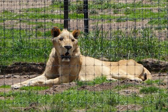 JAGUAR NEGRO-TIGRE BLANCO, BLACK JAGUAR-WHITE TIGER: Aseguran predio utilizado como refugio de 190 felinos en el Ajusco JAGUAR NEGRO-TIGRE BLANCO, BLACK JAGUAR-WHITE TIGER: Aseguran predio utilizado como refugio de 190 felinos en el Ajusco