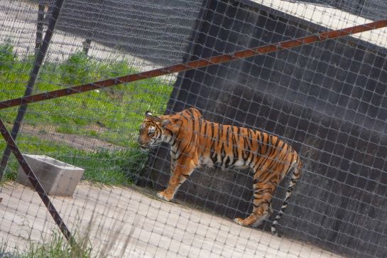 JAGUAR NEGRO-TIGRE BLANCO, BLACK JAGUAR-WHITE TIGER: Aseguran predio utilizado como refugio de 190 felinos en el Ajusco JAGUAR NEGRO-TIGRE BLANCO, BLACK JAGUAR-WHITE TIGER: Aseguran predio utilizado como refugio de 190 felinos en el Ajusco