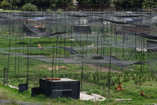 JAGUAR NEGRO-TIGRE BLANCO, BLACK JAGUAR-WHITE TIGER: Aseguran predio utilizado como refugio de 190 felinos en el Ajusco JAGUAR NEGRO-TIGRE BLANCO, BLACK JAGUAR-WHITE TIGER: Aseguran predio utilizado como refugio de 190 felinos en el Ajusco