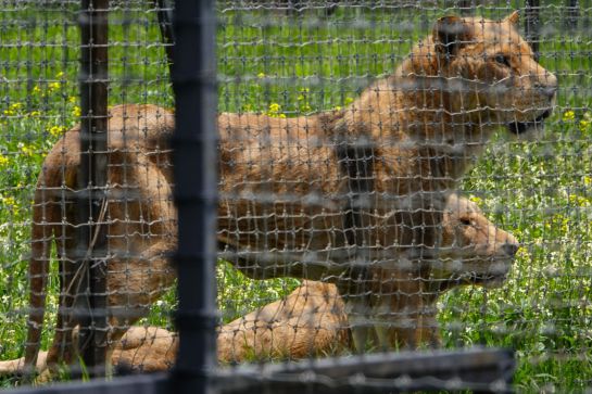 JAGUAR NEGRO-TIGRE BLANCO, BLACK JAGUAR-WHITE TIGER: Aseguran predio utilizado como refugio de 190 felinos en el Ajusco JAGUAR NEGRO-TIGRE BLANCO, BLACK JAGUAR-WHITE TIGER: Aseguran predio utilizado como refugio de 190 felinos en el Ajusco