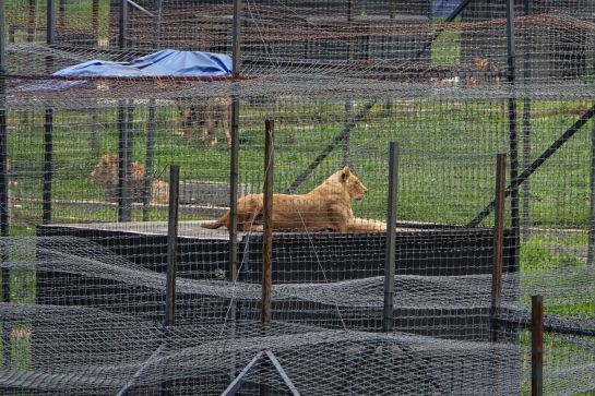 JAGUAR NEGRO-TIGRE BLANCO, BLACK JAGUAR-WHITE TIGER: Aseguran predio utilizado como refugio de 190 felinos en el Ajusco JAGUAR NEGRO-TIGRE BLANCO, BLACK JAGUAR-WHITE TIGER: Aseguran predio utilizado como refugio de 190 felinos en el Ajusco