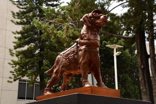 frida perrita rescatista muere: Frida cruzó el acoíris... Muere la perrita rescatista del sismo del 19-S frida perrita rescatista muere: Frida cruzó el acoíris... Muere la perrita rescatista del sismo del 19-S