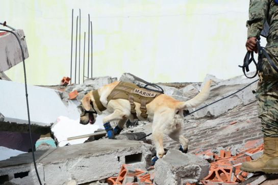 frida perrita rescatista muere: Frida cruzó el acoíris... Muere la perrita rescatista del sismo del 19-S frida perrita rescatista muere: Frida cruzó el acoíris... Muere la perrita rescatista del sismo del 19-S