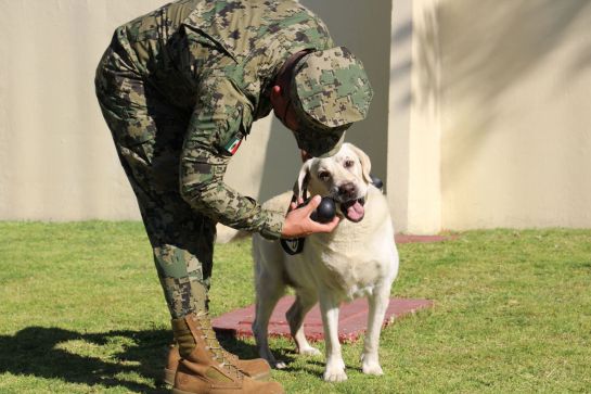 frida perrita rescatista muere: Frida cruzó el acoíris... Muere la perrita rescatista del sismo del 19-S frida perrita rescatista muere: Frida cruzó el acoíris... Muere la perrita rescatista del sismo del 19-S