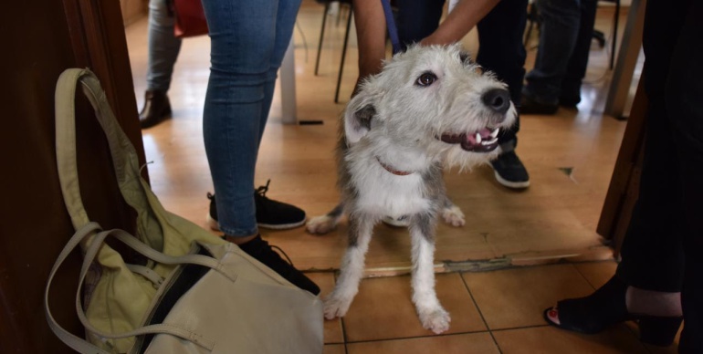 Aquí te decimos cómo adoptar un perrito en Guadalajara | Guadalajara | Radio Mexico