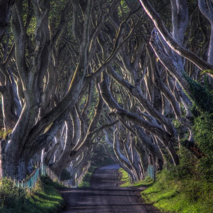 Un pasaje en Irlanda conocido como “Dark Hedges”
