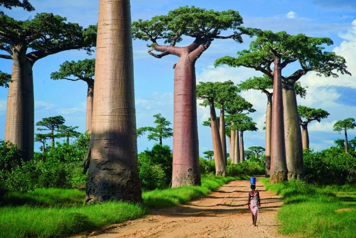 La avenida de los “Baobas” localizada en Madagascar