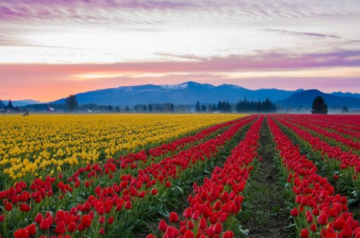 Campos de tulipanes en un lugar conocido como el Valle Skagit, Estados Unidos