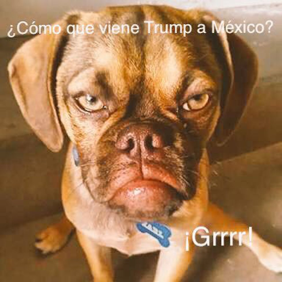 Internet Responde Con Memes A La Visita De Trump A México Sociedad Album W Radio Mexico 0704