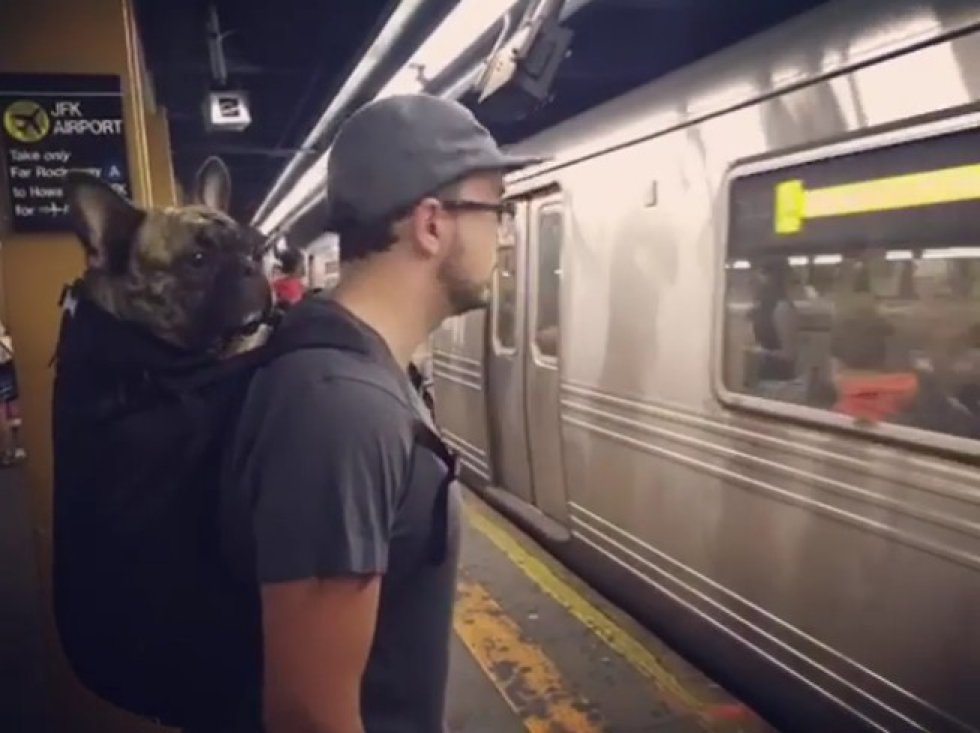 Metro de NY prohíbe el acceso a perros a menos de que vayan en una