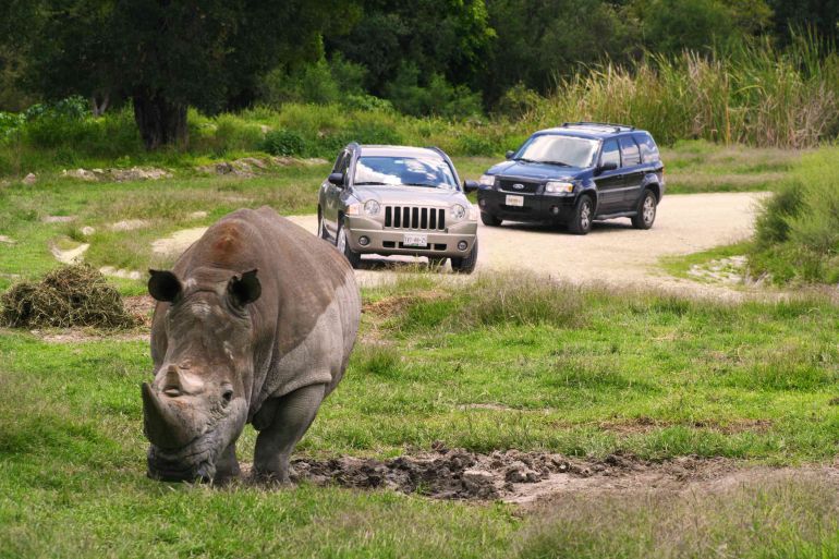 Resultado de imagen para ataque de rinoceronte