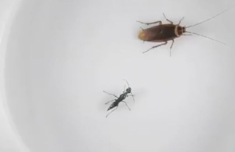 Que Pasa Si Aplastas Una Cucaracha