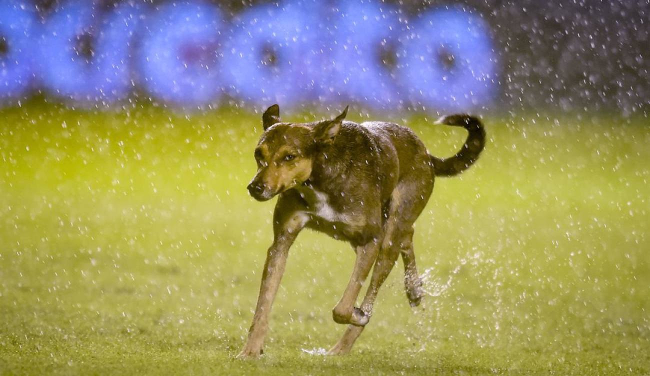 juegos de futbol de perritos