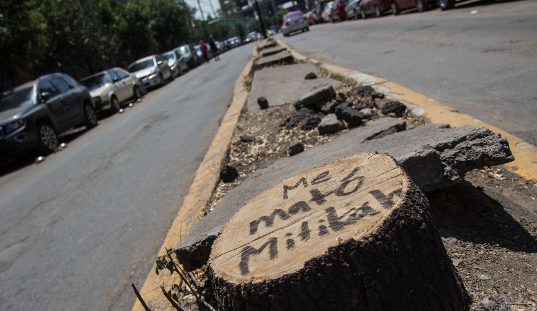 Talan árboles por construir Torre Mítikah; Claudia Sheinbaum dará sanciones  | Nacional | W Radio Mexico