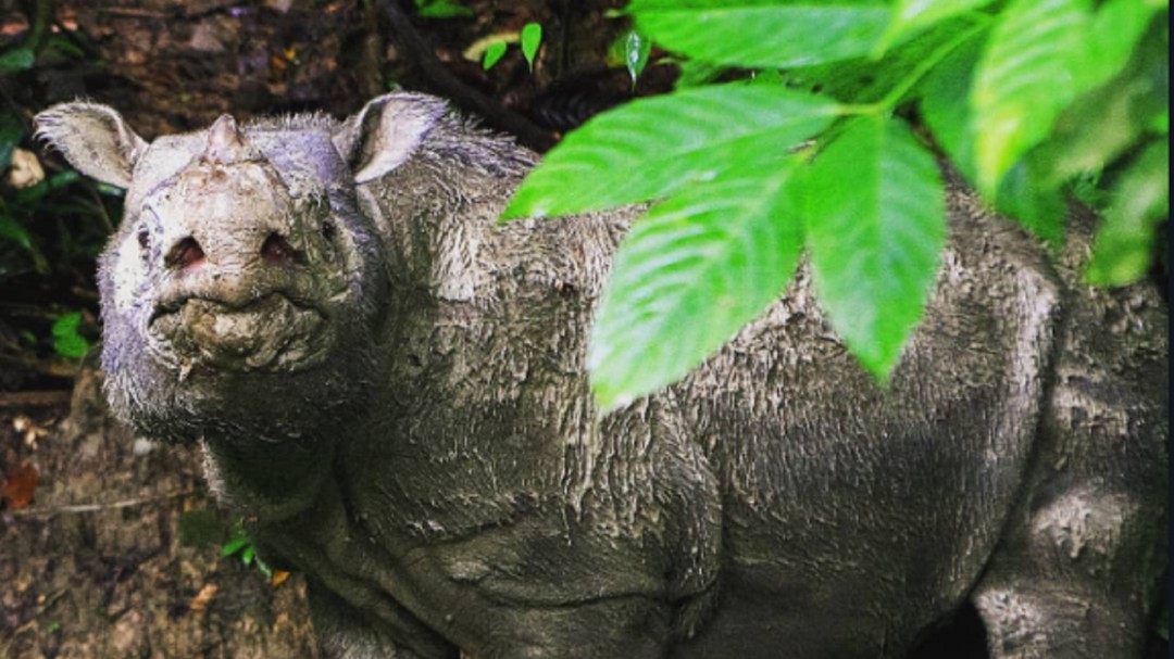 Hemos perdido a Tam el último rinoceronte macho de Sumatra en Malasia