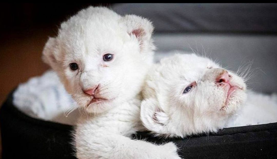 Simba y Nala, los leones blancos que acaban de nacer | Sociedad | W Radio  Mexico