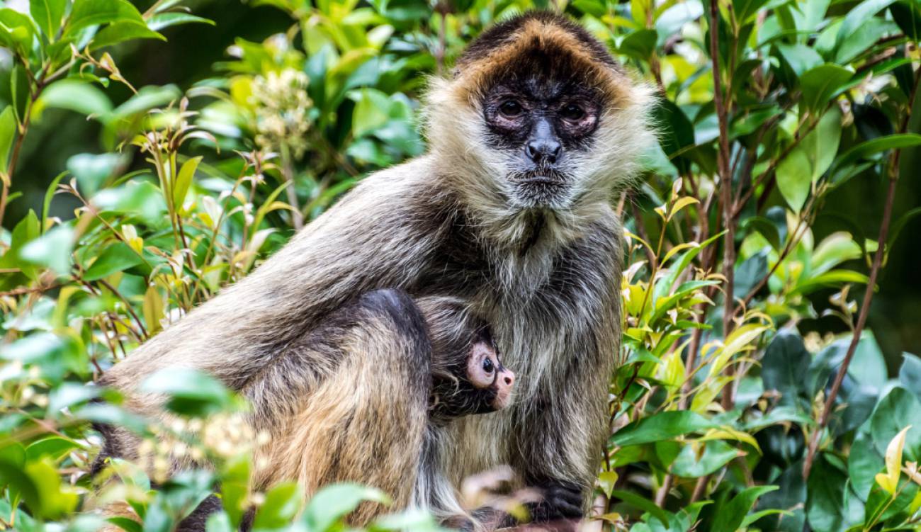 Nace mono araña en el Cañón del Sumidero; especie en peligro de extinción Sociedad W Radio Nace mono araña en el Cañón del Sumidero; especie en peligro de extinción Sociedad W Radio