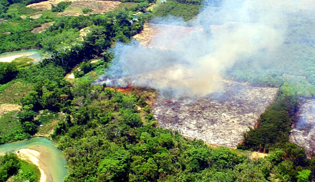 La Selva Lacandona lucha por sobrevivir a la deforestación Nacional W Radio Mexico