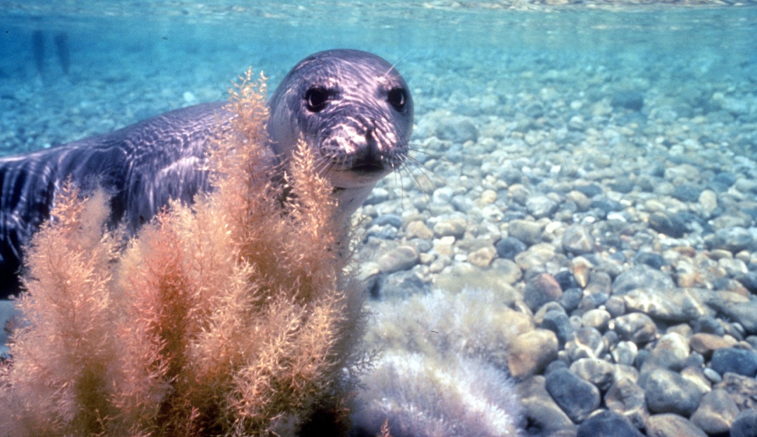 Jam s Los Volveremos A Ver Seis Animales Extintos A Causa Del Ser Jam s Los Volveremos A Ver Seis Animales Extintos A Causa Del Ser