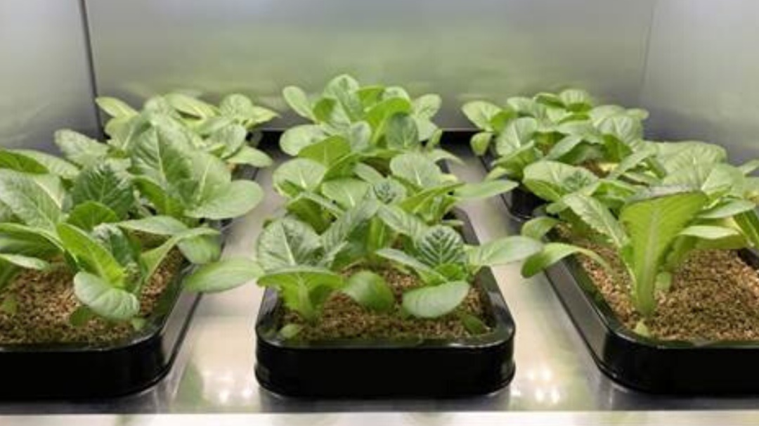 CES 2020: Cultiva vegetales en casa con este práctico electrodoméstico LG