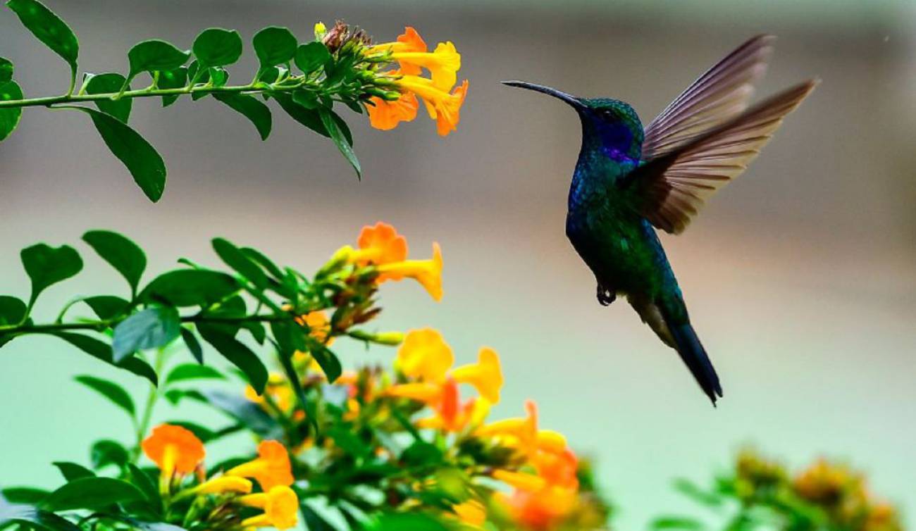 colibrie comiendo de una flor