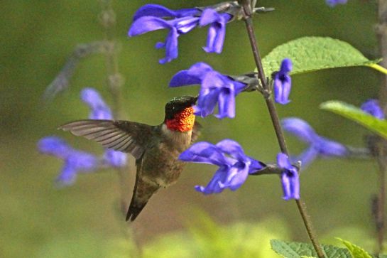 Colibrí en peligro de extinción; crean jardines para preservar la especie