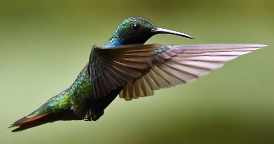 Colibrí en peligro de extinción; crean jardines para preservar la especie