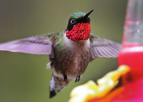 Colibrí en peligro de extinción; crean jardines para preservar la especie