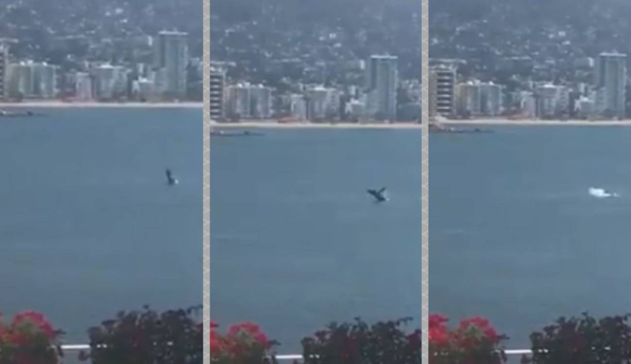 Captan a ballena en el puerto de Acapulco tras ausencia de ...