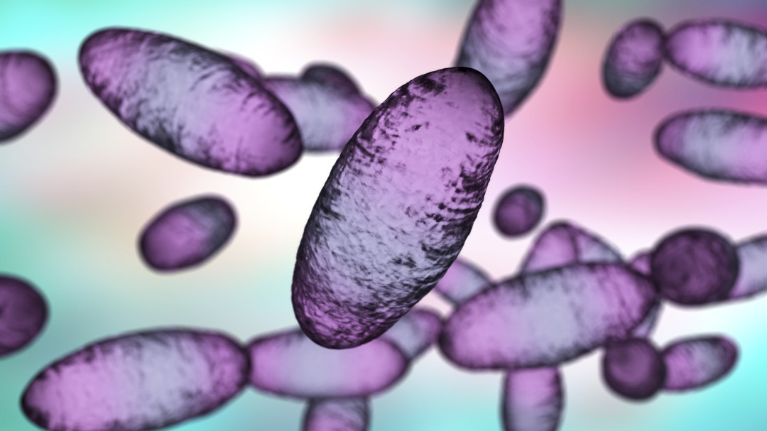 Alerta sanitaria por posible caso de peste bubonica en China; evitan cazas