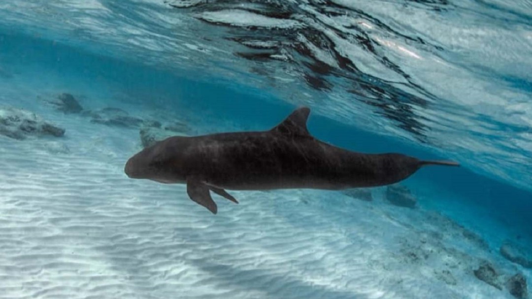 Así ayudan a ‘Bebé Keiko’ en Quintana Roo a regresar a su hábitat