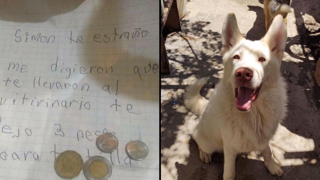 La historia de Simón y su dueño; escribe mandando cartas al refugio