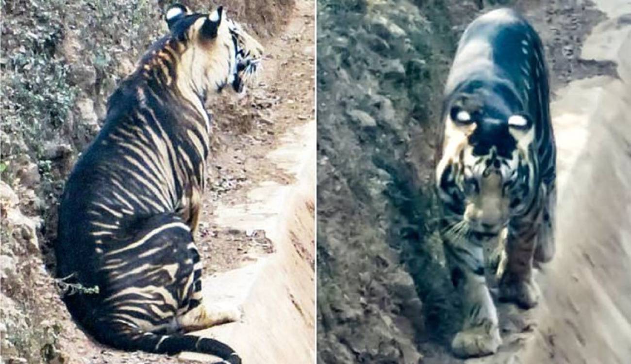 ¿Cuántos Tigres negros quedan en el mundo