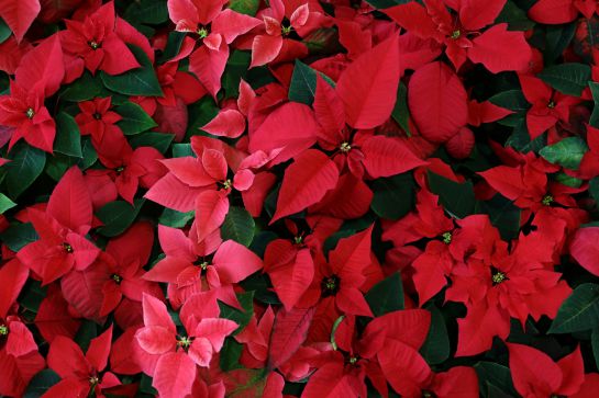 Flor de Navidad: Nochebuena; así puedes cuidar tu plantita en esta  temporada | Sociedad | W Radio Mexico