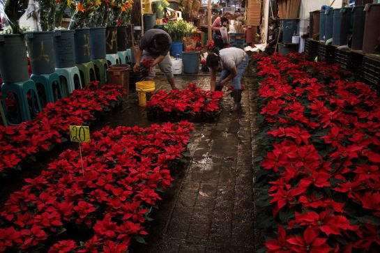 Flor de Navidad: Nochebuena; así puedes cuidar tu plantita en esta  temporada | Sociedad | W Radio Mexico