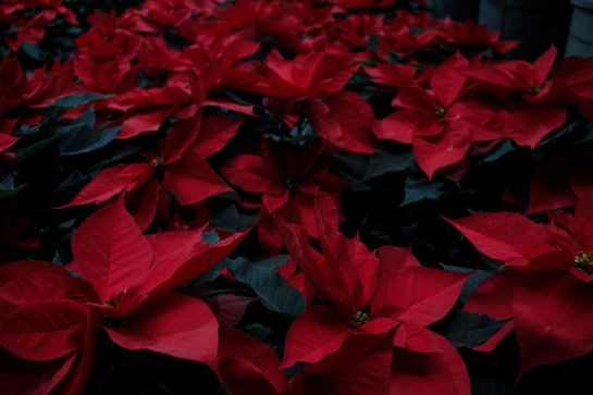 Flor de Navidad: Nochebuena; así puedes cuidar tu plantita en esta  temporada | Sociedad | W Radio Mexico